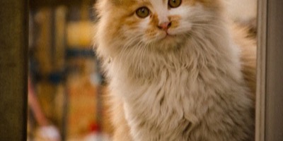 Anxious ginger kitten peeking from a doorway