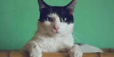 Cat adoption tips illustration
