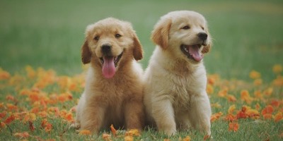 Two energetic golden retriever puppies