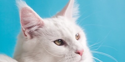 Regal white cat with alert composure