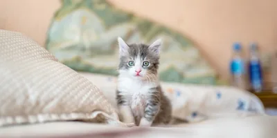 Why cats sleep so much illustration