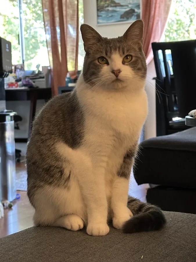 Lillie the cat